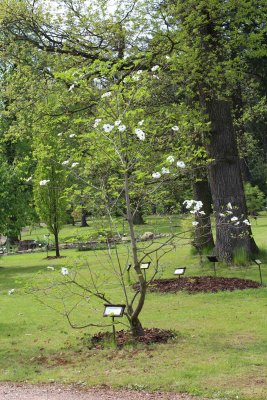 Cornus nuttallii - dřín Nuttalův - jarní kvetoucí habitus